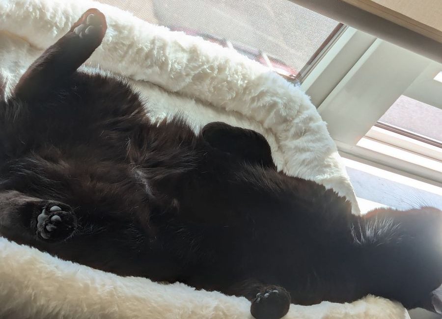 猫猫的背影