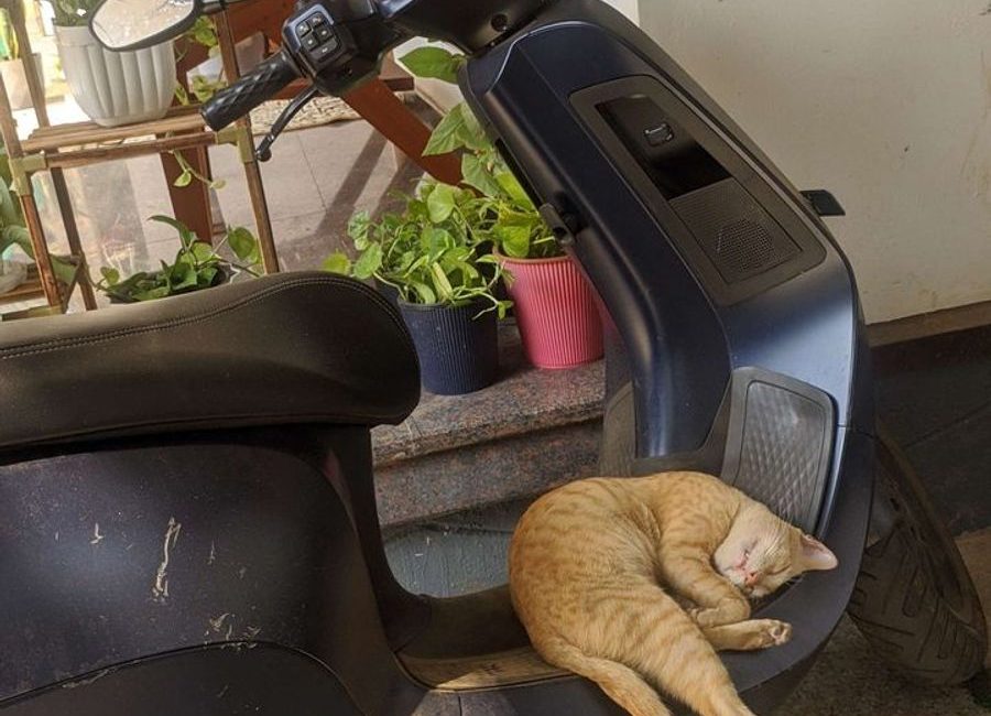猫猫等你来摸