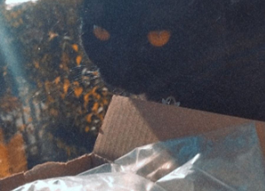 猫猫回头